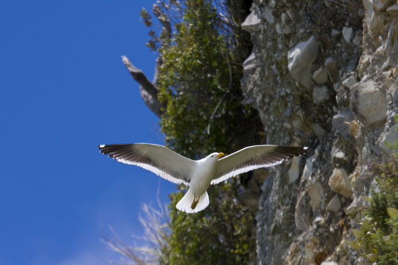 Kelp Gull In Flight
